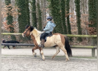 Caballos islandeses, Yegua, 7 años, 134 cm, Pío