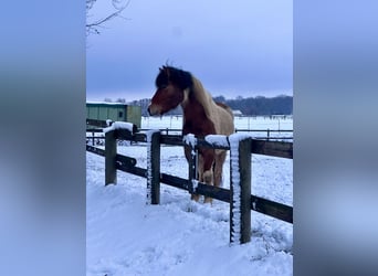 Caballos islandeses, Yegua, 7 años, 134 cm, Pío