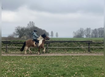 Caballos islandeses, Yegua, 7 años, 134 cm, Pío