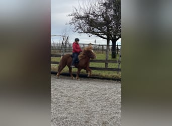 Caballos islandeses, Yegua, 7 años, 136 cm, Alazán