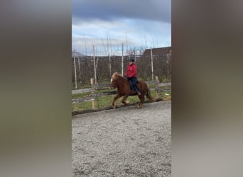 Caballos islandeses, Yegua, 7 años, 136 cm, Alazán