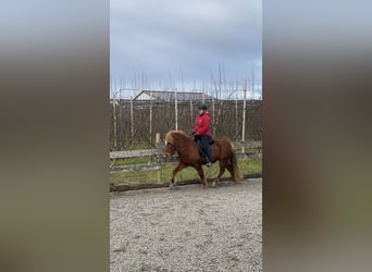 Caballos islandeses, Yegua, 7 años, 136 cm, Alazán