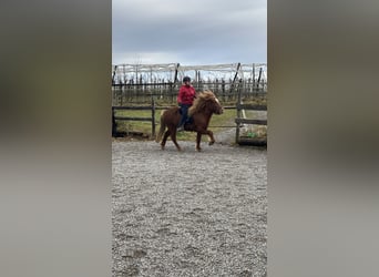 Caballos islandeses, Yegua, 7 años, 136 cm, Alazán