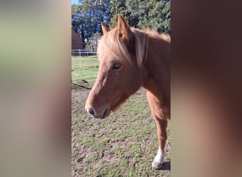 Caballos islandeses, Yegua, 7 años, 136 cm, Castaño