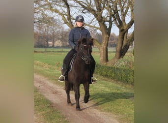 Caballos islandeses, Yegua, 7 años, 136 cm, Negro