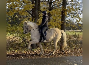 Caballos islandeses, Yegua, 7 años, 137 cm, Palomino