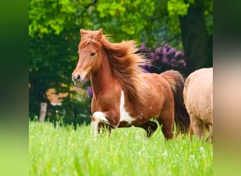 Caballos islandeses, Yegua, 7 años, 137 cm, Pío