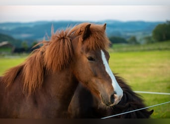 Caballos islandeses, Yegua, 7 años, 138 cm, Alazán-tostado