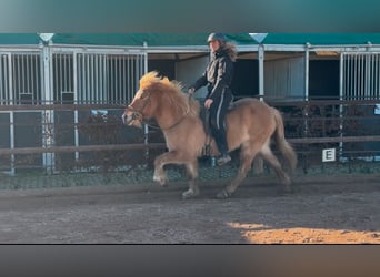 Caballos islandeses, Yegua, 7 años, 138 cm, Bayo