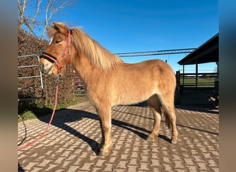 Caballos islandeses, Yegua, 7 años, 138 cm, Bayo