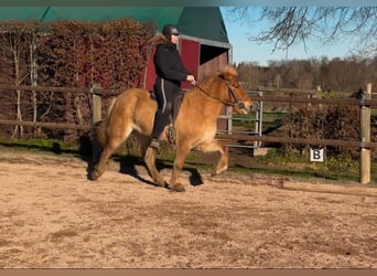 Caballos islandeses, Yegua, 7 años, 138 cm, Bayo