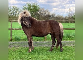 Caballos islandeses, Yegua, 7 años, 138 cm