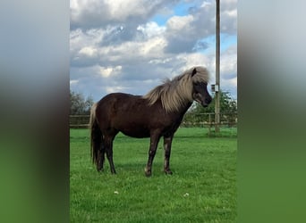 Caballos islandeses, Yegua, 7 años, 138 cm