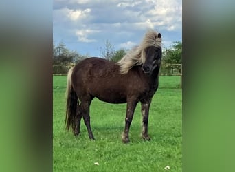 Caballos islandeses, Yegua, 7 años, 138 cm