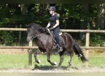 Caballos islandeses, Yegua, 7 años, 138 cm, Negro