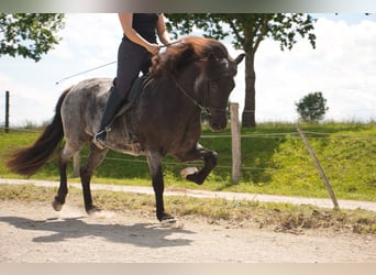 Caballos islandeses, Yegua, 7 años, 138 cm, Negro