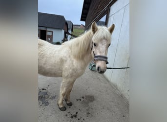 Caballos islandeses, Yegua, 7 años, 138 cm, Palomino