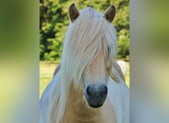 Caballos islandeses, Yegua, 7 años, 138 cm, Palomino