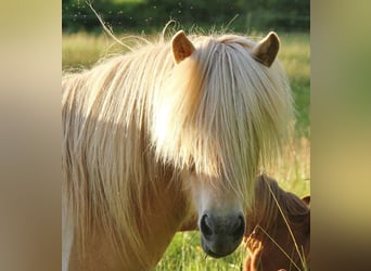 Caballos islandeses, Yegua, 7 años, 138 cm, Palomino