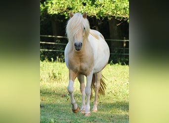 Caballos islandeses, Yegua, 7 años, 138 cm, Palomino