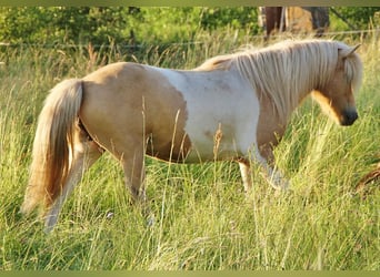 Caballos islandeses, Yegua, 7 años, 138 cm, Palomino