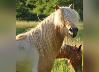 Caballos islandeses, Yegua, 7 años, 138 cm, Palomino