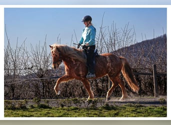 Caballos islandeses, Yegua, 7 años, 138 cm, Ruano alazán