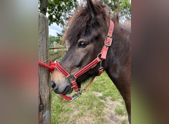 Caballos islandeses, Yegua, 7 años, 139 cm, Castaño