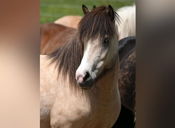 Caballos islandeses, Yegua, 7 años, 140 cm, Buckskin/Bayo