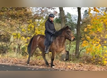 Caballos islandeses, Yegua, 7 años, 140 cm