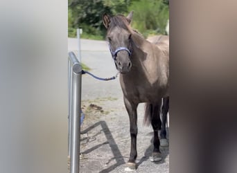 Caballos islandeses, Yegua, 7 años, 140 cm, Grullo