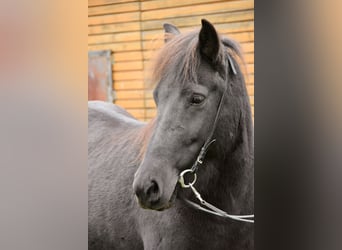 Caballos islandeses, Yegua, 7 años, 140 cm, Negro