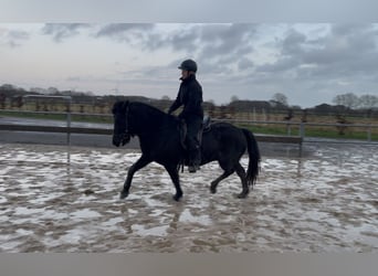 Caballos islandeses, Yegua, 7 años, 140 cm, Negro