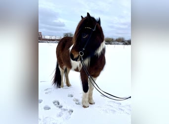 Caballos islandeses, Yegua, 7 años, 140 cm, Pío