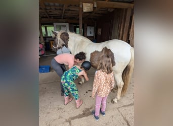 Caballos islandeses, Yegua, 7 años, 140 cm, Pío