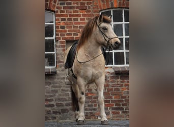 Caballos islandeses, Yegua, 7 años, 140 cm, Tobiano-todas las-capas