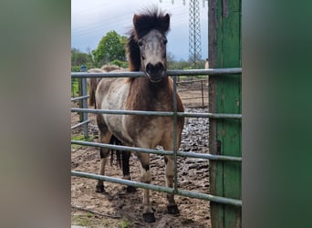 Caballos islandeses, Yegua, 7 años, 140 cm, Tobiano-todas las-capas