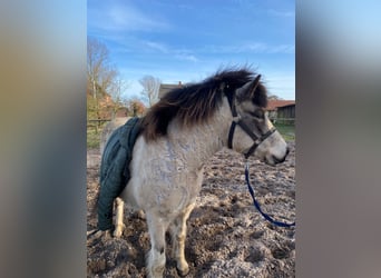 Caballos islandeses, Yegua, 7 años, 140 cm, Tobiano-todas las-capas