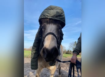 Caballos islandeses, Yegua, 7 años, 140 cm, Tobiano-todas las-capas