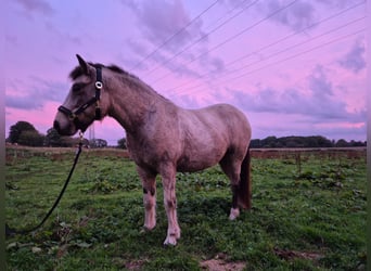 Caballos islandeses, Yegua, 7 años, 140 cm, Tobiano-todas las-capas