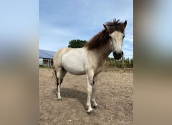 Caballos islandeses, Yegua, 7 años, 140 cm, Tobiano-todas las-capas