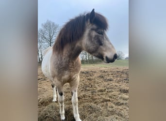 Caballos islandeses, Yegua, 7 años, 140 cm, Tobiano-todas las-capas