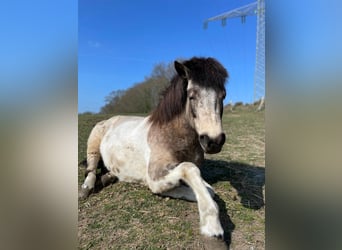 Caballos islandeses, Yegua, 7 años, 140 cm, Tobiano-todas las-capas