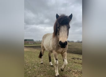 Caballos islandeses, Yegua, 7 años, 140 cm, Tobiano-todas las-capas