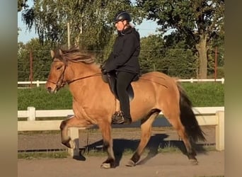 Caballos islandeses, Yegua, 7 años, 141 cm, Bayo