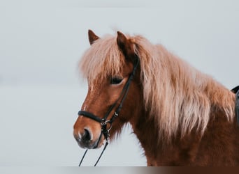 Caballos islandeses, Yegua, 7 años, 142 cm, Alazán