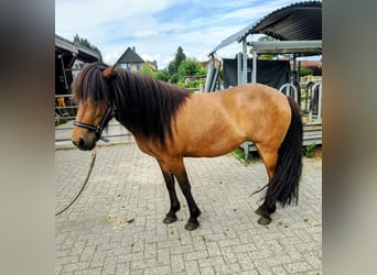 Caballos islandeses, Yegua, 7 años, 142 cm, Castaño oscuro