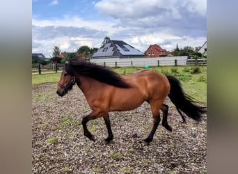 Caballos islandeses, Yegua, 7 años, 142 cm, Castaño oscuro