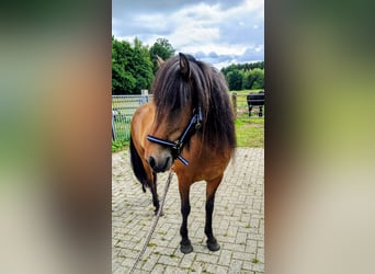 Caballos islandeses, Yegua, 7 años, 142 cm, Castaño oscuro