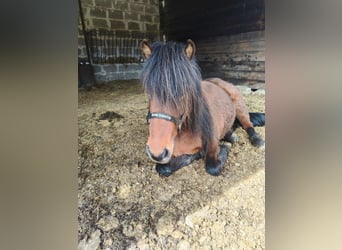 Caballos islandeses, Yegua, 7 años, 142 cm, Castaño oscuro